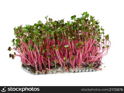 fresh radish sprouts, healthy microgreen for salad and drinks on a white background