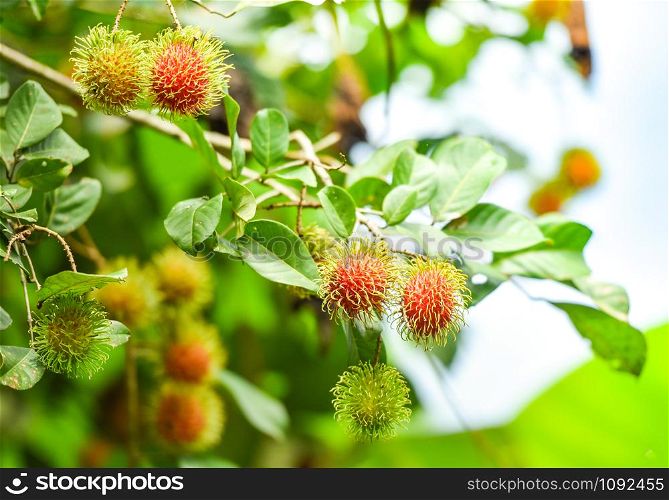 Fresh rambutan fruit growing on branch tree with green leaves in the garden plantation rambutans field nature background