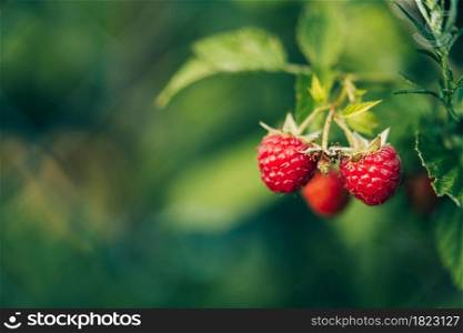 Fresh raspberries with space for text