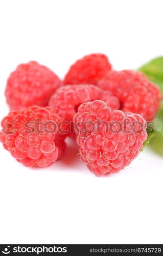 fresh raspberry