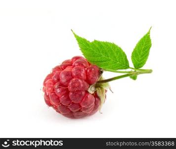 Fresh raspberry isolated on white background