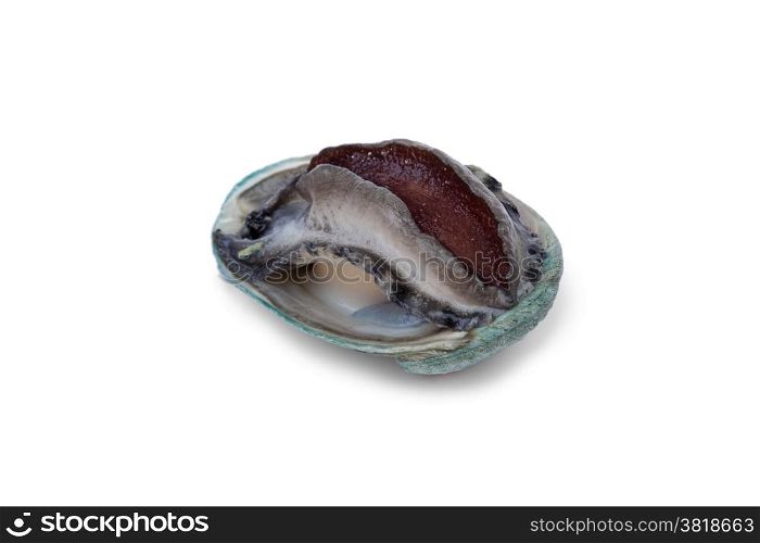 Fresh raw abalone on white background