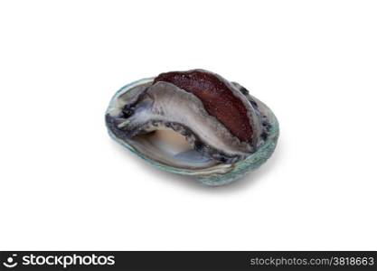 Fresh raw abalone on white background