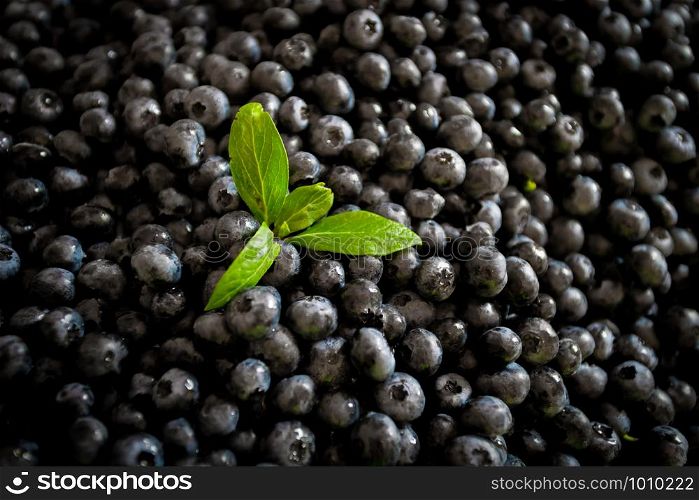Fresh raw blueberries as background, top view