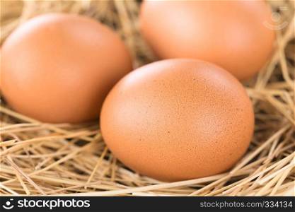 Fresh raw brown eggs on hay  Selective Focus, Focus on the front of the first egg . Raw Brown Eggs on Hay