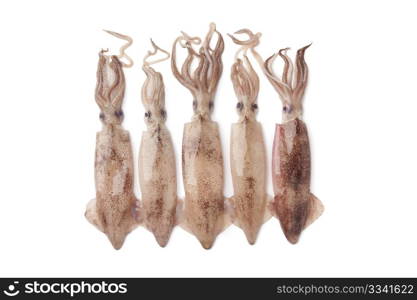 Fresh raw calamari on white background