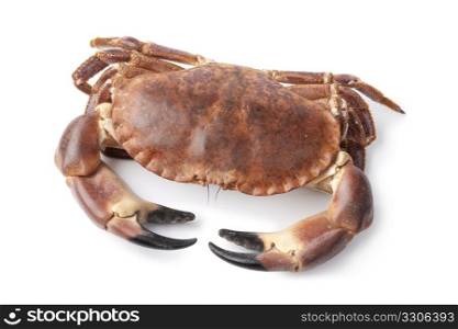 Fresh raw edible sea crab isolated on white background