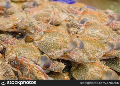 Fresh raw flower crab or blue crab in seafood market. fresh crab