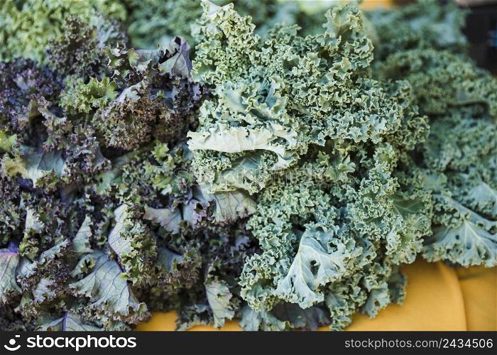 fresh raw green kale market