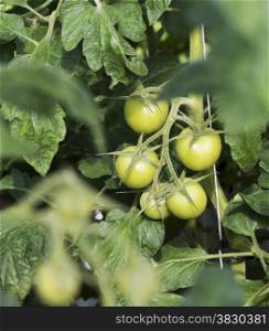 fresh raw green tomato in greenhouse