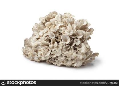 Fresh raw hen-of-the-woods on white background