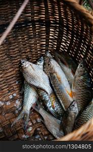 Fresh raw Java barb or silver barb fish shiny skin details in bamboo basket - Asian Seafood market cooking ingredient concept