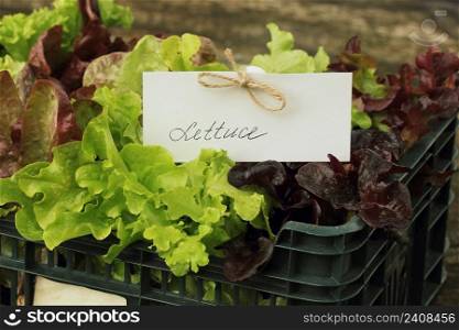 Fresh raw lettuce packed in plastic box ready to sell .. Fresh raw lettuce packed in plastic box ready to sell
