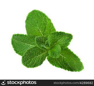 Fresh raw mint leaves isolated on white background