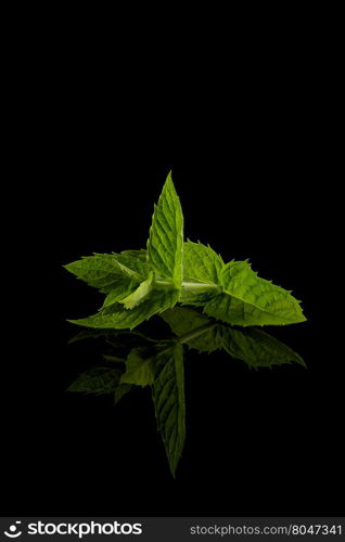 Fresh raw mint leaves isolated on white with reflection