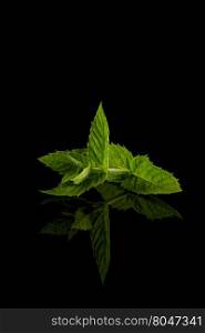 Fresh raw mint leaves isolated on white with reflection