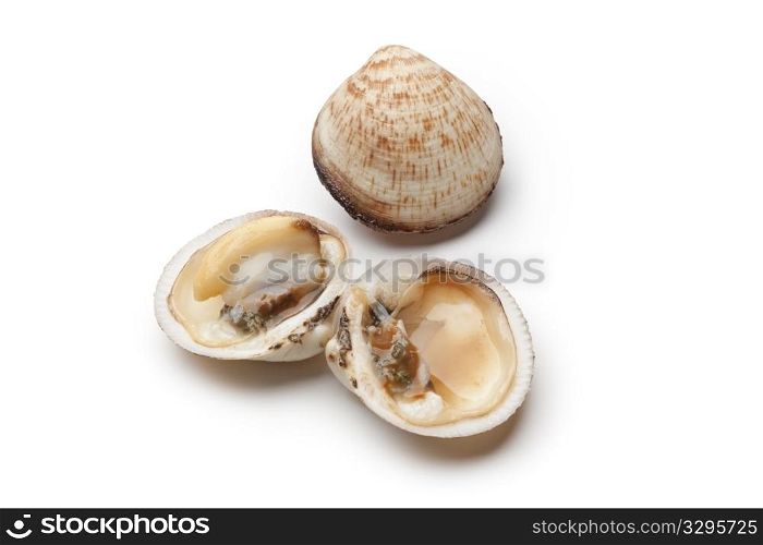 Fresh raw open and closed Dog cockle on white background
