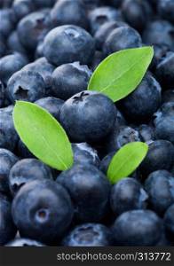 Fresh raw organic blueberries with leaf in pile. Macro