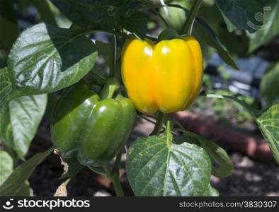 fresh raw paprika in greenhouse