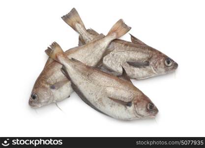 Fresh raw Pout whiting on white background