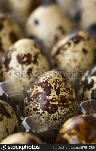 Fresh raw quail eggs in egg box, photographed with natural light (Selective Focus, Focus on the front of the egg one third into the image)