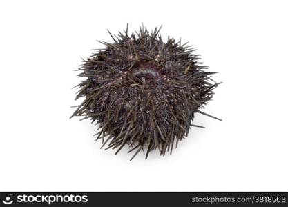 Fresh raw sea urchin on white background