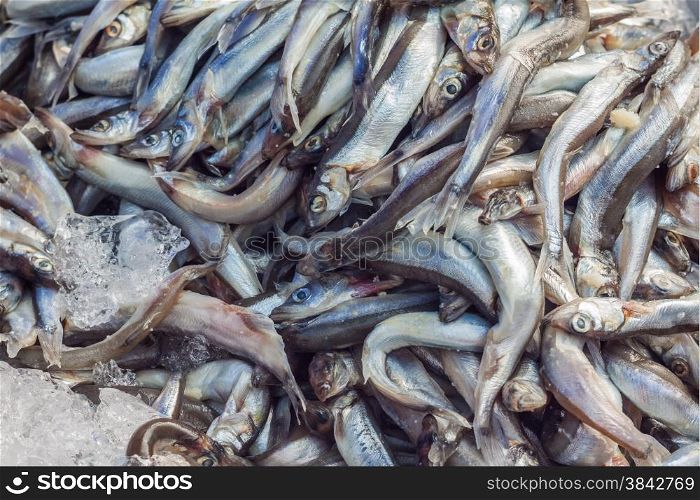 Fresh raw shishamo fish keep in ice