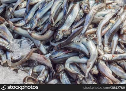 Fresh raw shishamo fish keep in ice