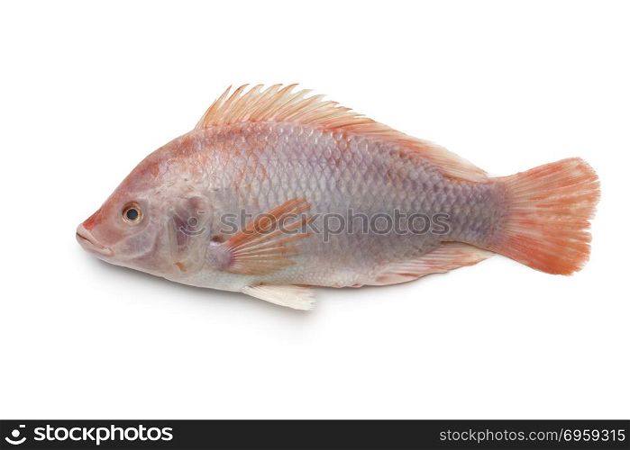 Fresh raw single red tilapia fish isolated on white background. Fresh raw single red tilapia fish