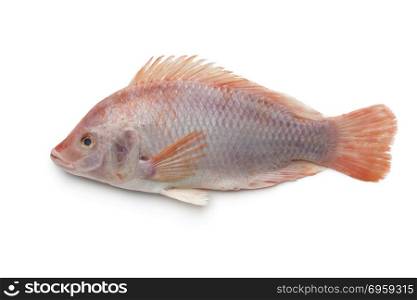 Fresh raw single red tilapia fish isolated on white background. Fresh raw single red tilapia fish