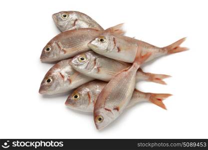 Fresh raw small red snappers on white background