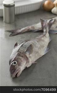 Fresh raw whole haddock fish in the kitchen for cooking
