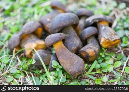 Fresh raw wild mushroom organic food in a forest autumn - cep, black penny bun, porcino or king boletus, usually called black porcini mushroom, The Cep, Bolete Mushroom on green grass meadow