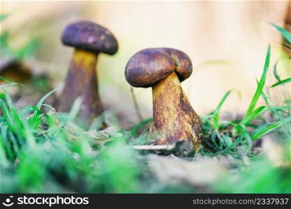 Fresh raw wild mushroom organic food in a forest autumn - cep, black penny bun, porcino or king boletus, usually called black porcini mushroom, The Cep, Bolete Mushroom on ground nature green plant