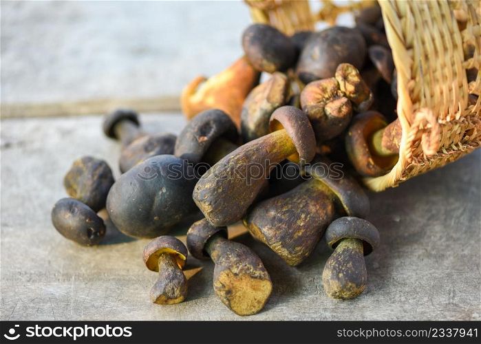 Fresh raw wild mushroom organic food in a forest autumn - cep, black penny bun, porcino or king boletus, usually called black porcini mushroom, The Cep, Bolete Mushroom on basket