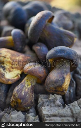 Fresh raw wild mushroom organic food in a forest autumn - cep, black penny bun, porcino or king boletus, usually called black porcini mushroom, The Cep, Bolete Mushroom on wooden