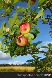 Fresh red apples growing in autumn garden tree. Red apples in garden