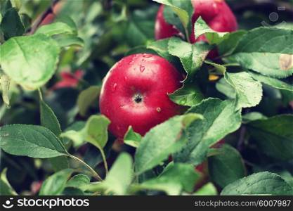 Fresh red apples on the tree