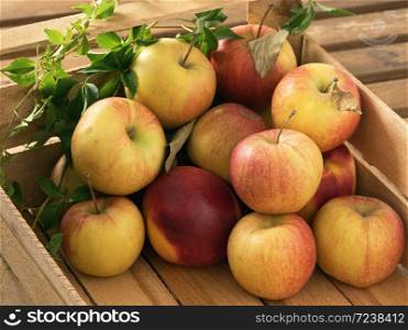 Fresh red apples with leaves in a wooden crate on a rustic table. Close-up. Autumn harvest time still life. Fresh red apples with leaves in a wooden crate on a rustic table. Wild grape leaves. Autumn harvest. Still life. Close-up.