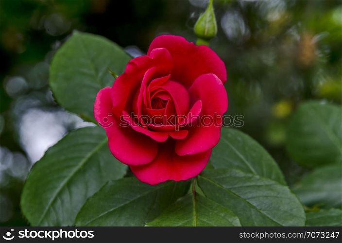Fresh red bloom rose flower in the garden, district Drujba, Sofia, Bulgaria