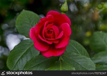Fresh red bloom rose flower in the garden, district Drujba, Sofia, Bulgaria