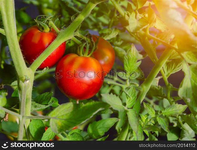 Fresh red celebrity tomatoes plants in organic greenhouse garden