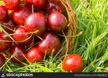 Fresh red cherries on green grass in the sunny garden.