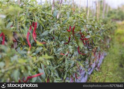 Fresh red chillies growing in the vegetable garden,Indonesia.