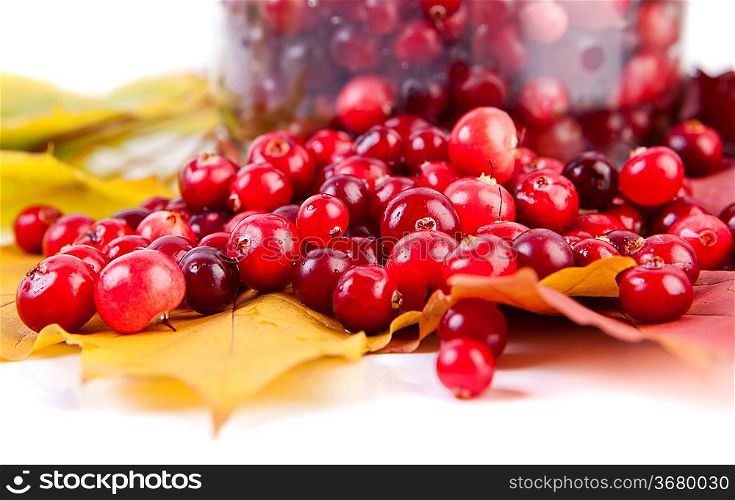 Fresh red cranberries