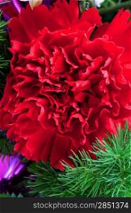fresh red dianthus flower head close up