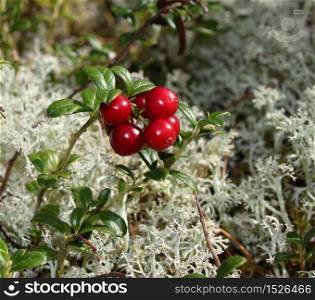 Fresh red forest cranberries on autumn lichen background