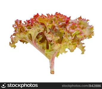 Fresh red oak lettuce isolated on white background.