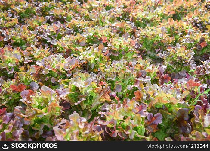 Fresh red oak lettuce salad growing in the garden / Hydroponic farm salad plants on water without soil agriculture in the greenhouse organic vegetable hydroponic system