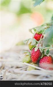 Fresh red organic strawberries lying in straw, text space